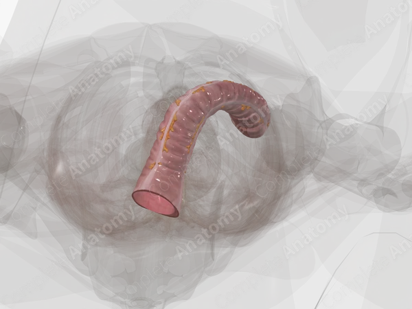Sigmoid Colon