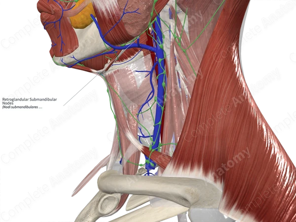 Retroglandular Submandibular Nodes 