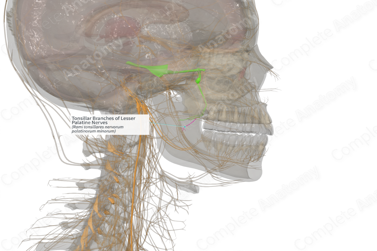 Tonsillar Branches of Lesser Palatine Nerves (Left)