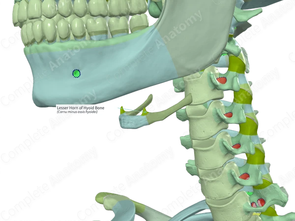 Lesser Horn of Hyoid Bone (Left)