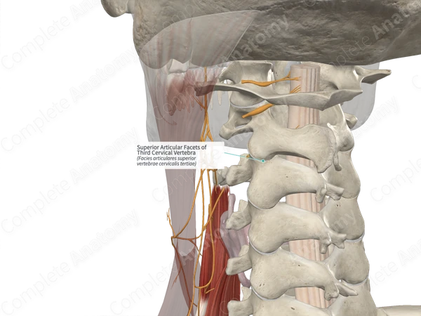 Superior Articular Facets of Third Cervical Vertebra