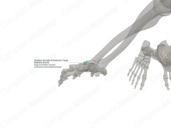 Tendon Sheath of Extensor Carpi Radialis Brevis (Right)