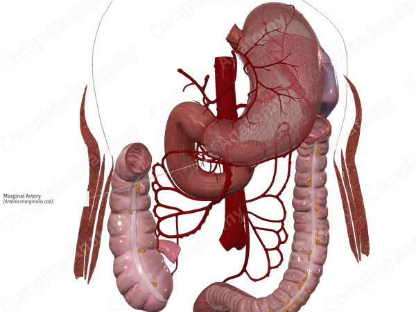 Marginal Artery