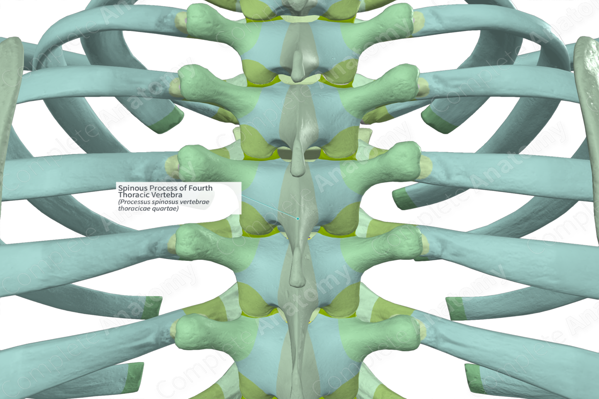 Spinous Process of Fourth Thoracic Vertebra