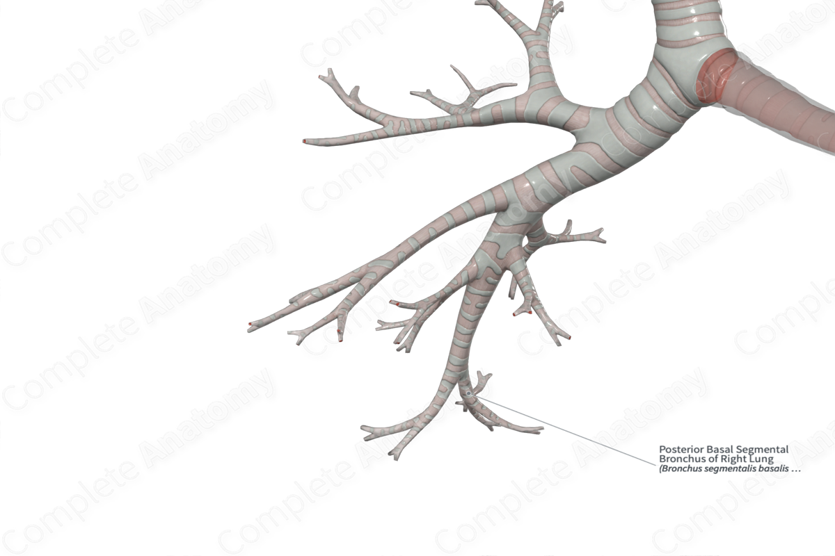 Posterior Basal Segmental Bronchus of Right Lung