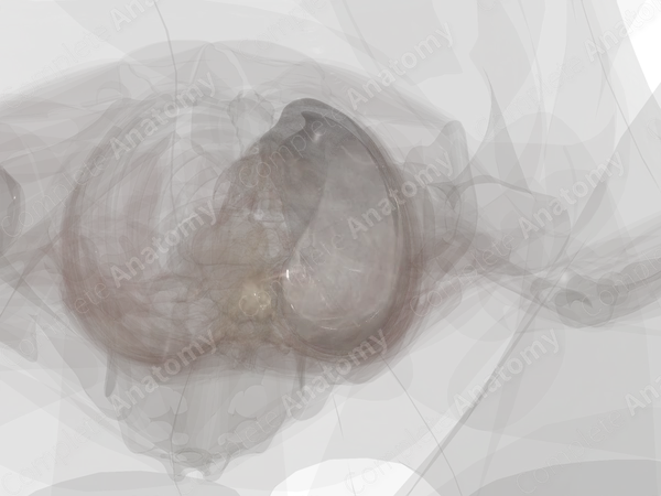 Pleura (Left Lung)