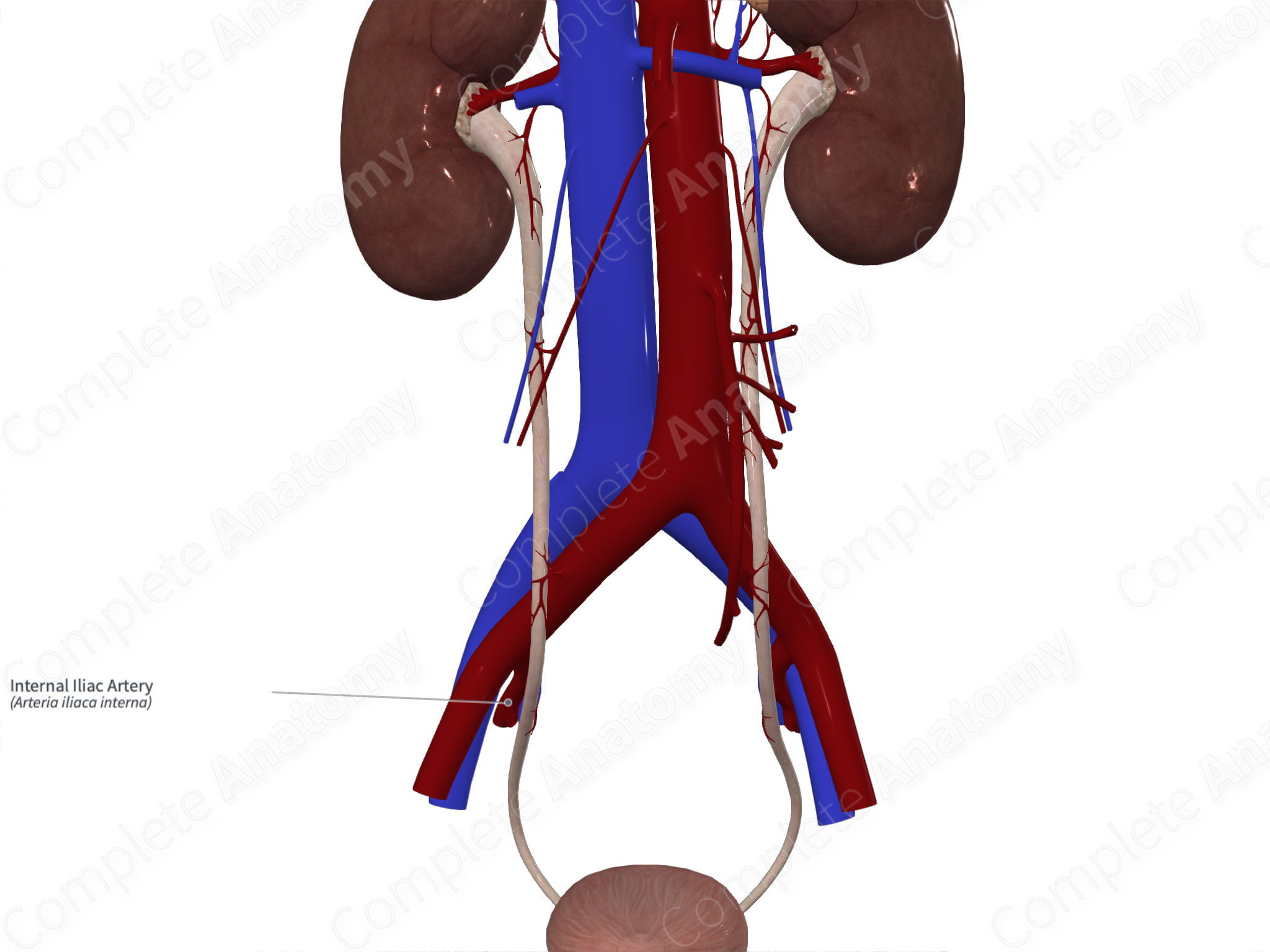 Internal Iliac Artery Complete Anatomy 4658