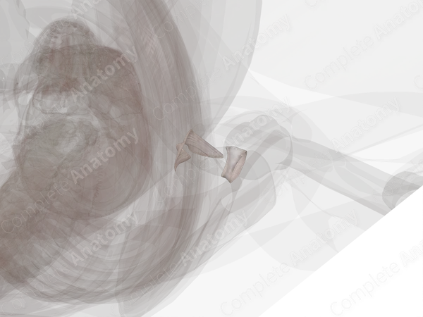 Acromioclavicular Joint (Left)