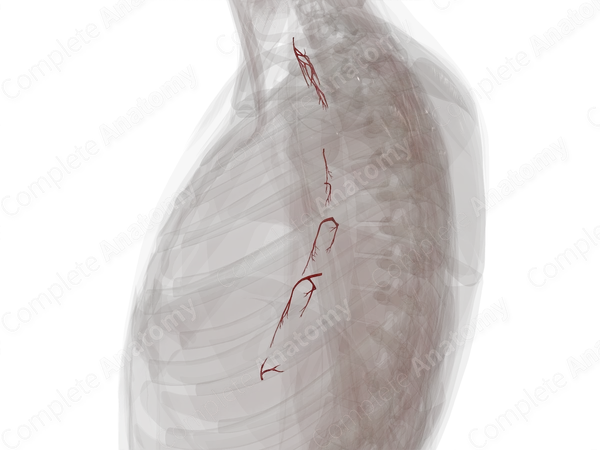 Arteries of Esophagus