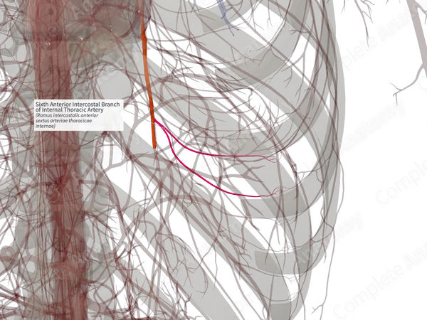 Sixth Anterior Intercostal Branch of Internal Thoracic Artery (Left)