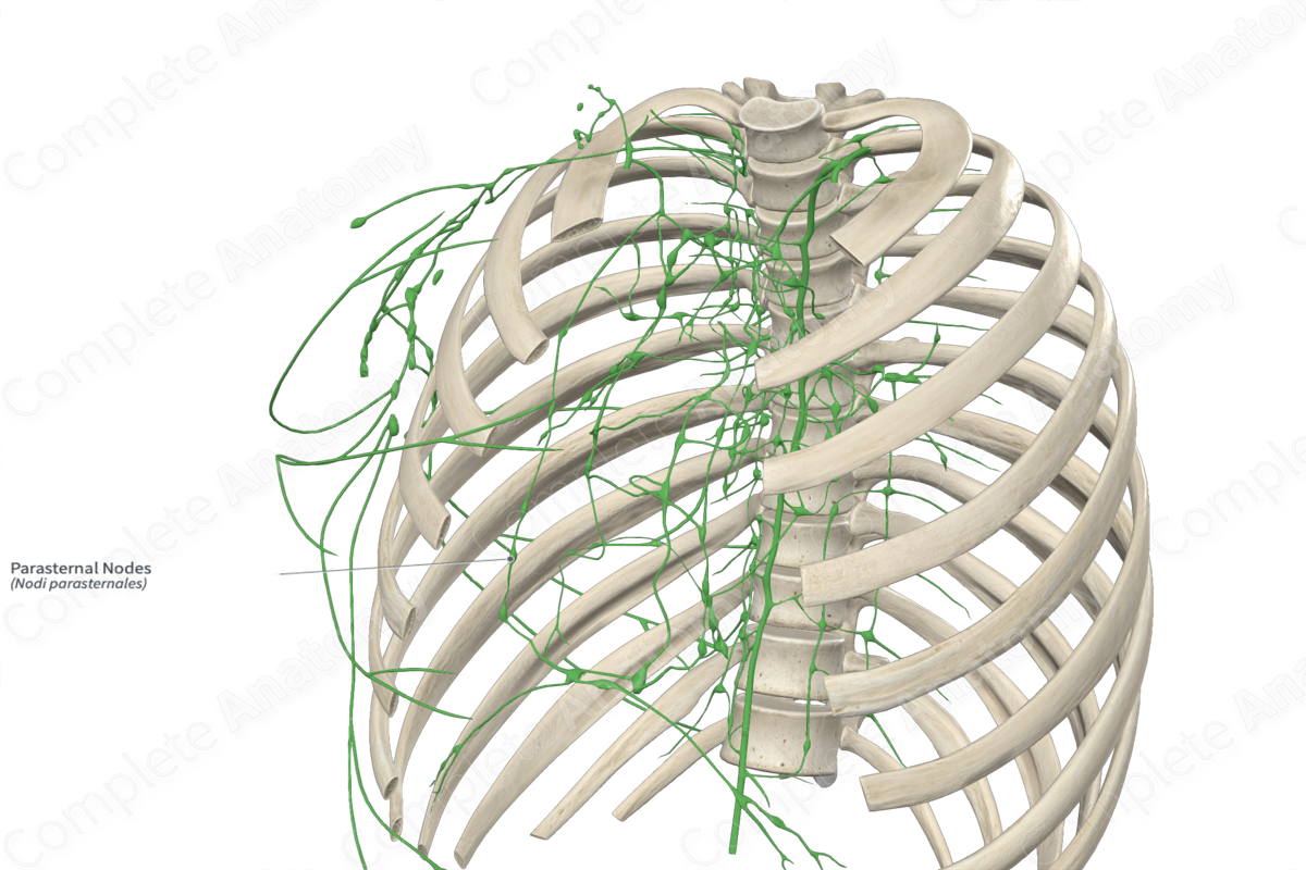 Parasternal Nodes 