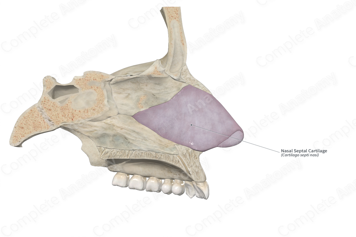 Nasal Septal Cartilage