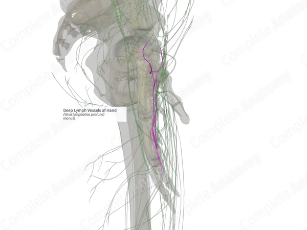 Deep Lymph Vessels of Hand (Left)