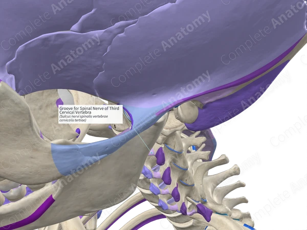 Groove for Spinal Nerve of Third Cervical Vertebra (Left)