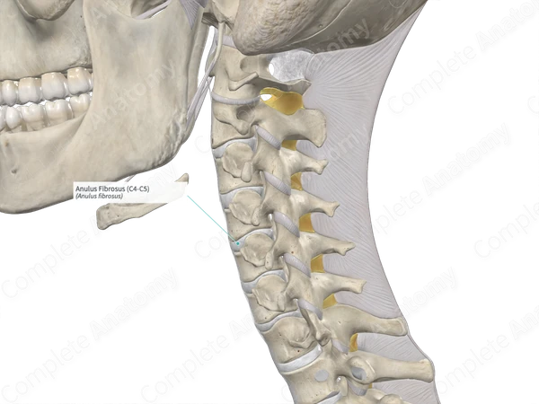 Anulus Fibrosus (C4-C5)
