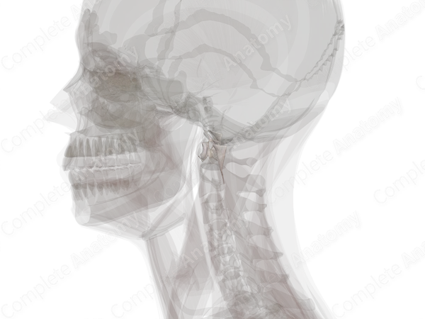 Median Atlantoaxial Joint
