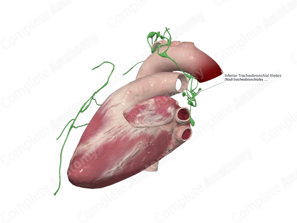 Inferior Tracheobronchial Nodes