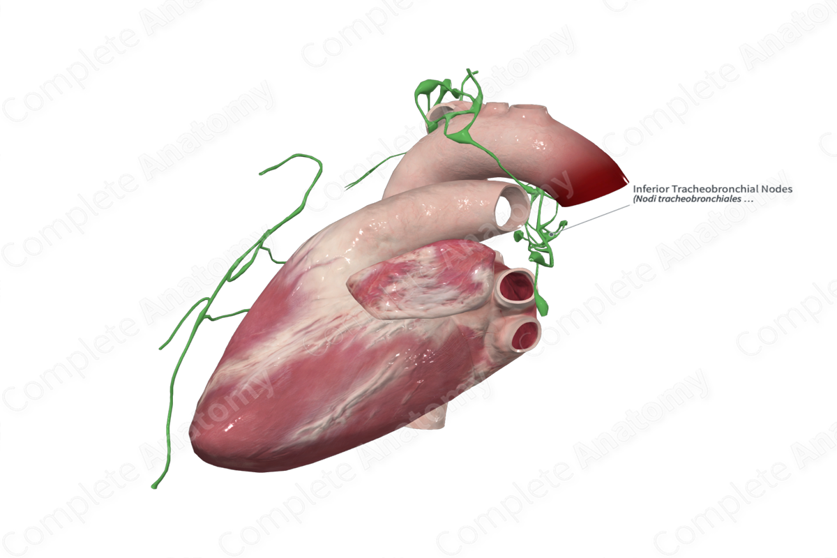 Inferior Tracheobronchial Nodes