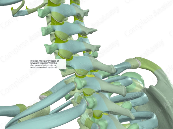 Inferior Articular Process of Seventh Cervical Vertebra (Left)