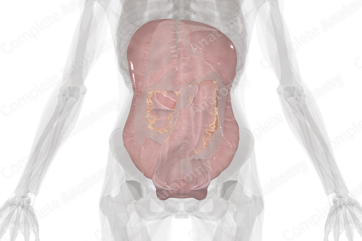 Parietal Peritoneum