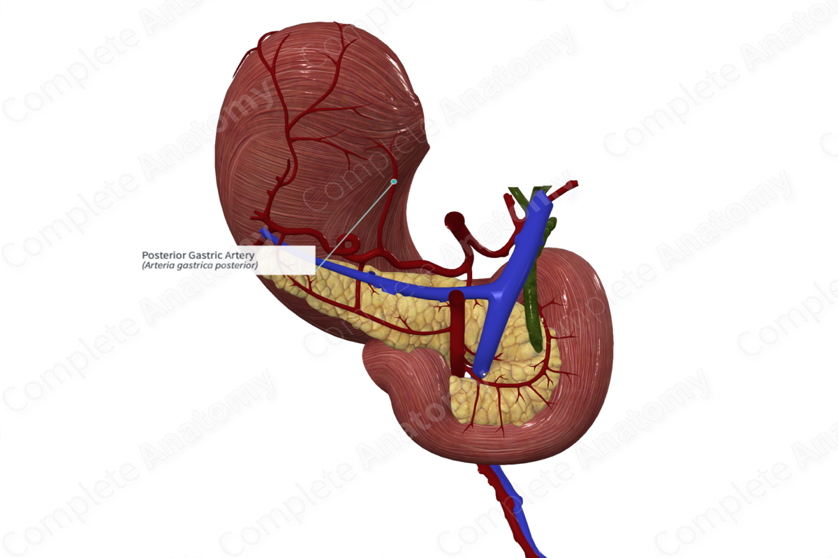 Posterior Gastric Artery