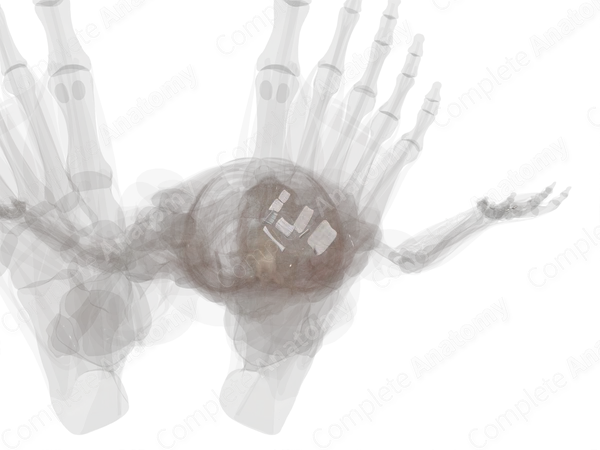 Intercuneiform & Cuneocuboid Joints (Left)