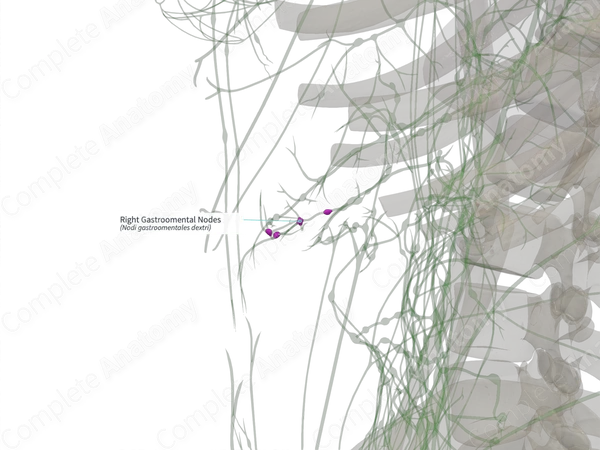 Right Gastroomental Nodes