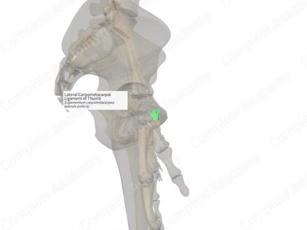 Lateral Carpometacarpal Ligament of Thumb (Right)