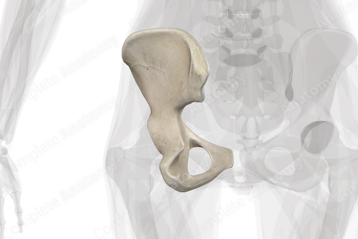 Hip bone, Encyclopedia, , Learn anatomy