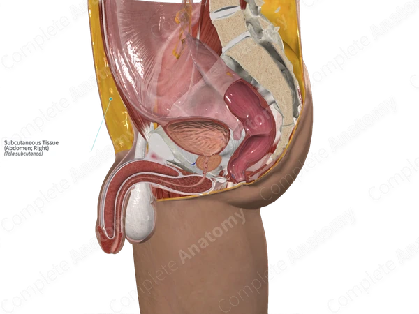 Subcutaneous Tissue (Abdomen; Right)