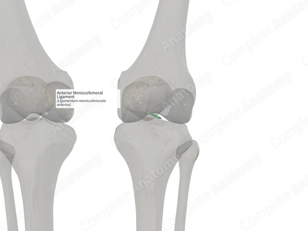Anterior Meniscofemoral Ligament (Right)