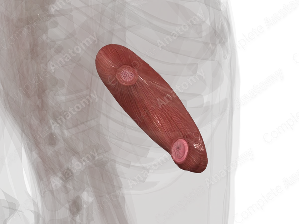 Stomach