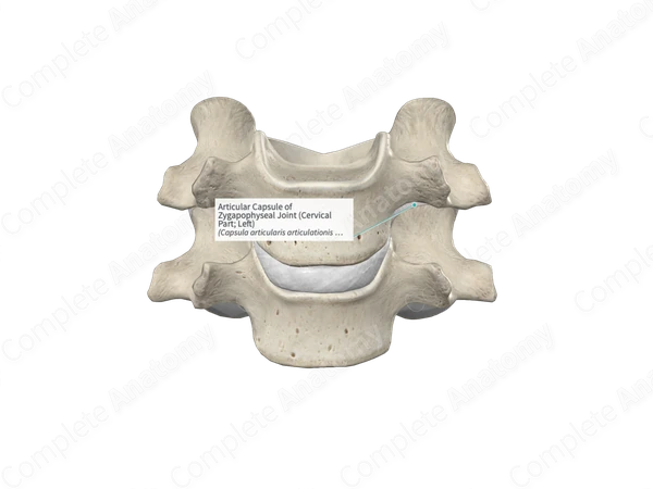 Articular Capsule of Zygapophyseal Joint (Cervical Part; Left)