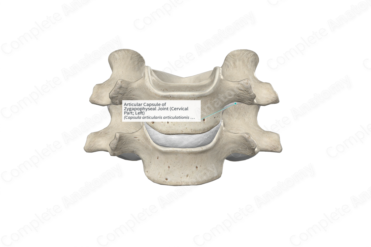 Articular Capsule of Zygapophyseal Joint (Cervical Part; Left)