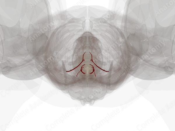 Arteries of Vagina