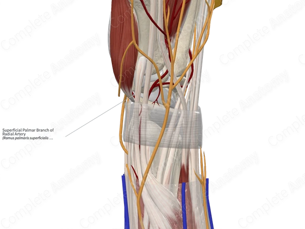 Superficial Palmar Branch of Radial Artery