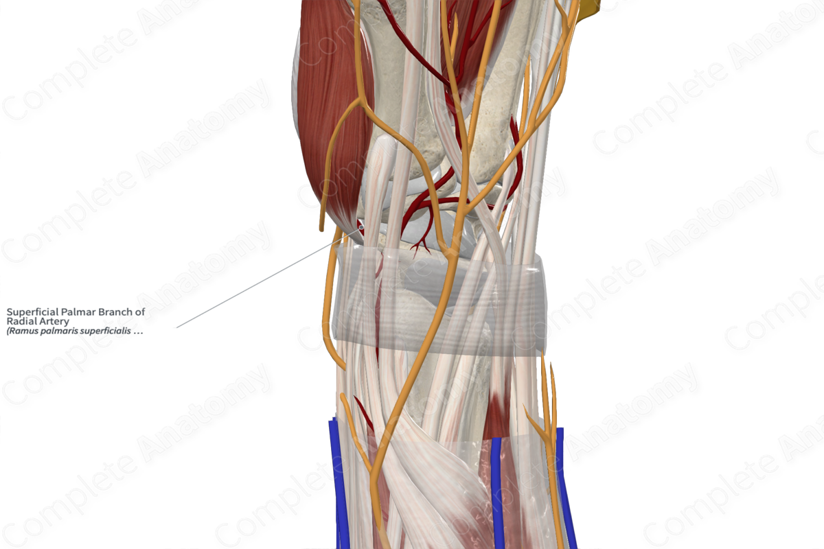 Superficial Palmar Branch of Radial Artery 