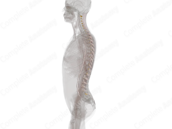 Fibrous Joints of Vertebral Column