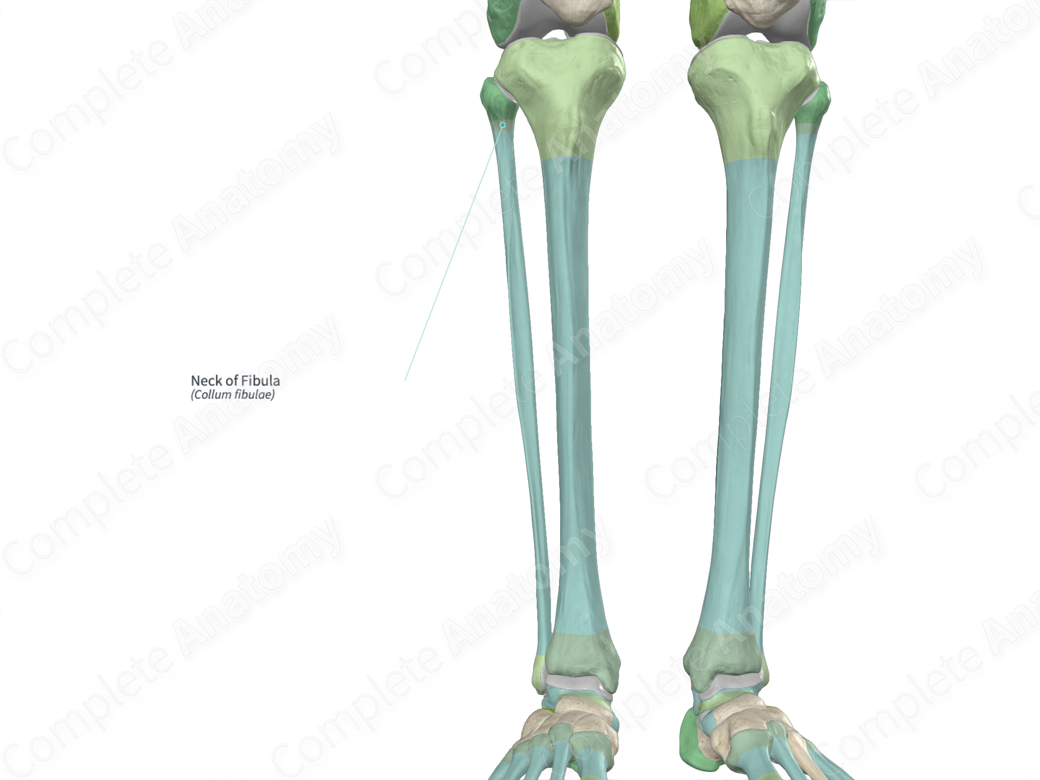 Neck of Fibula | Complete Anatomy