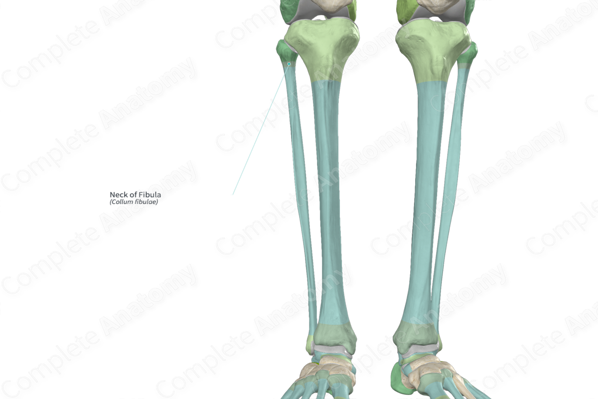 Neck of Fibula | Complete Anatomy