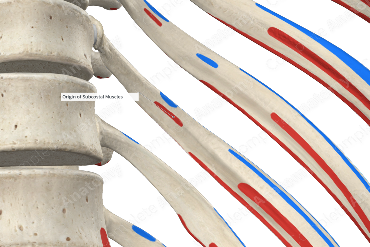 Origin of Subcostal Muscles