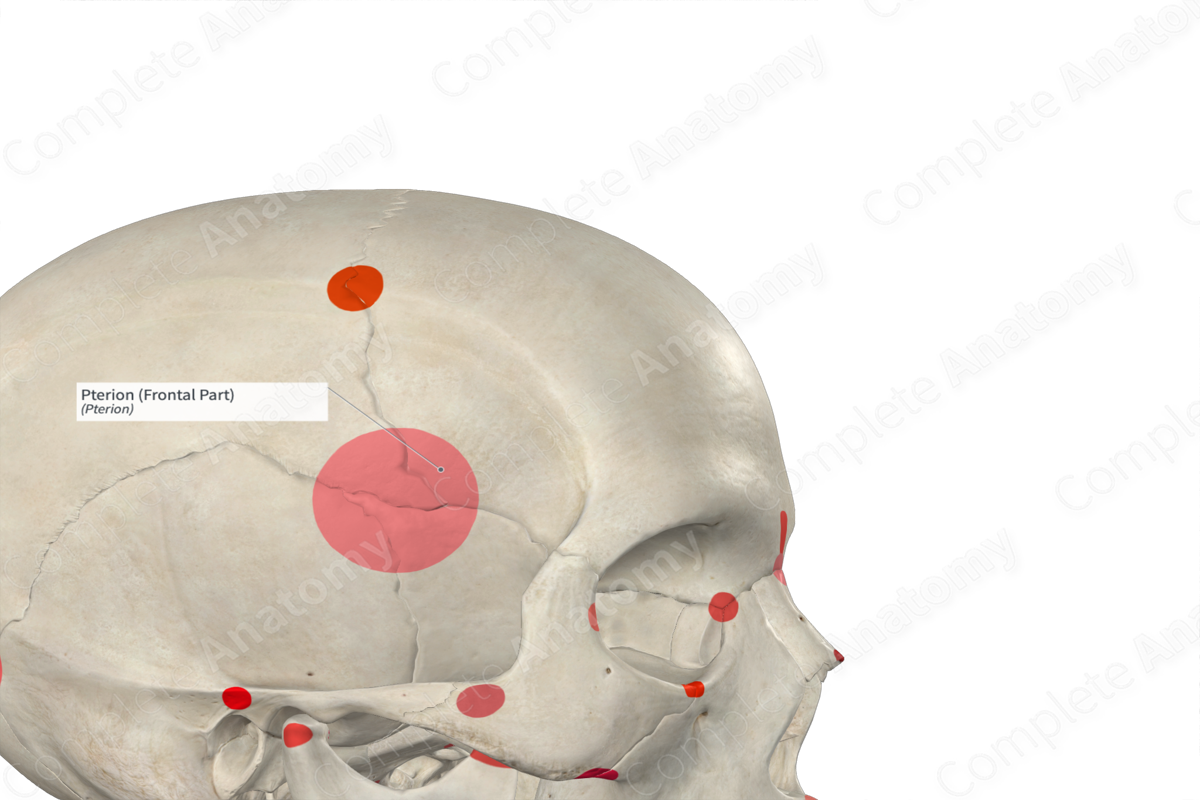 Pterion (Frontal Part) | Complete Anatomy