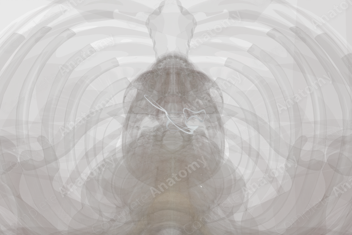 Fibrous Skeleton of Heart