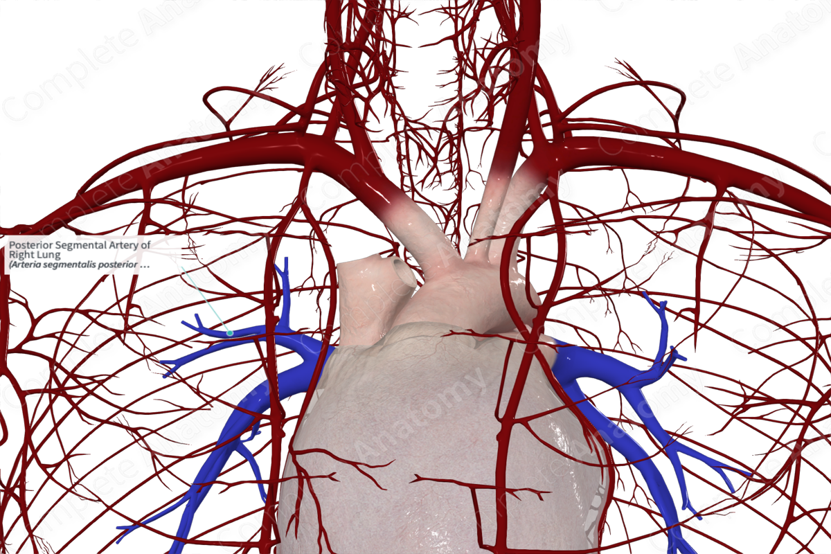 Posterior Segmental Artery of Right Lung