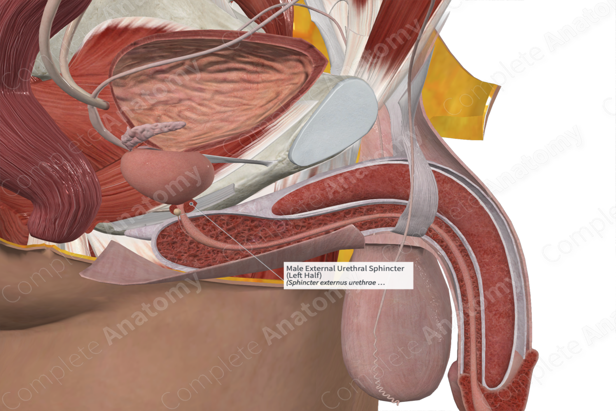 Male External Urethral Sphincter (Left Half)