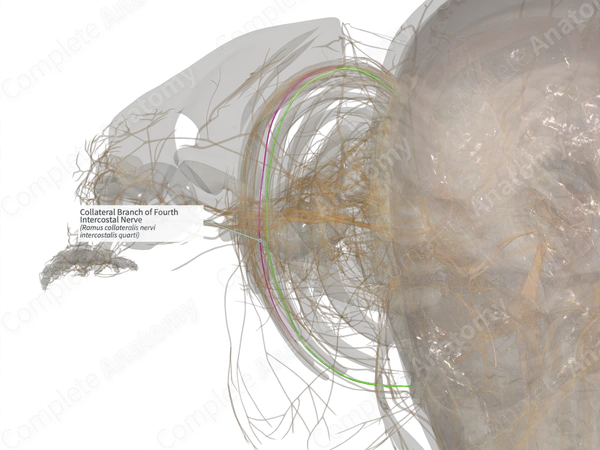 Collateral Branch of Fourth Intercostal Nerve (Left)