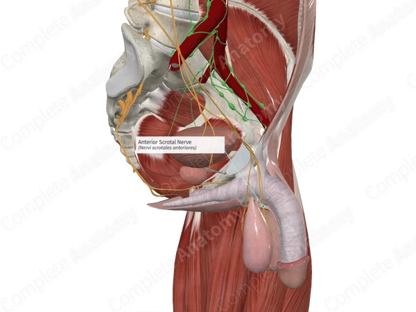 Anterior Scrotal Nerve