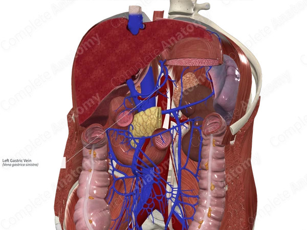 Left Gastric Vein