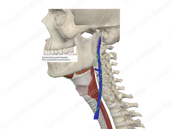 Submental Lymph Vessels