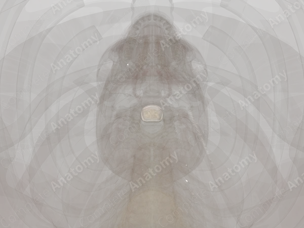 Intervertebral Disc (C3-C4)